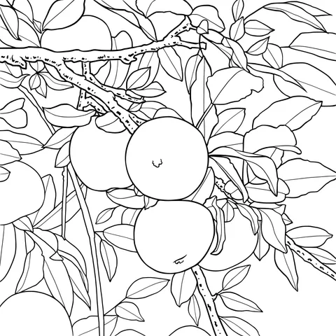 Apples on the Branch