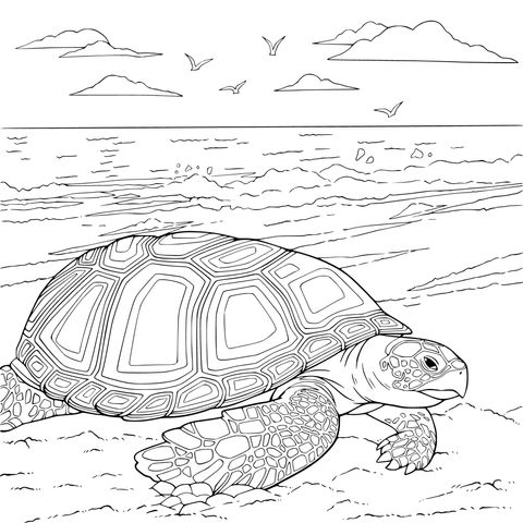 海滩上的海龟
