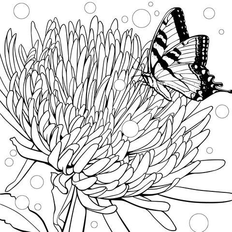 Butterfly resting on a pink chrysanthemum