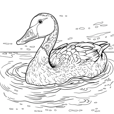 Duck in the Water