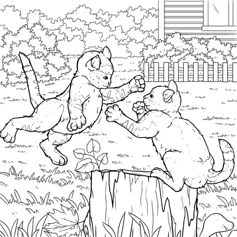 Two kittens are playing