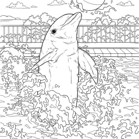跃出水面的海豚