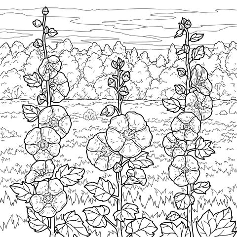 田野中的蜀葵花
