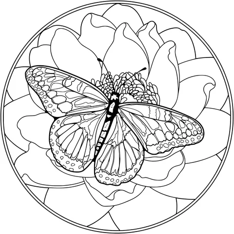 Butterfly on Flower