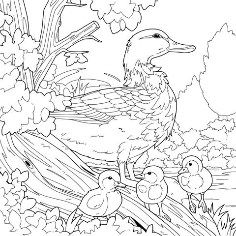 La Madre Pato y Sus Pichones