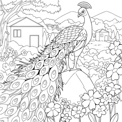 花园中的孔雀
