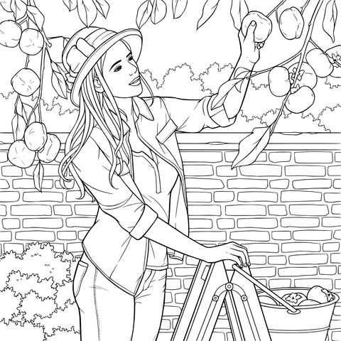 Coloring Page of a Woman Picking Persimmons