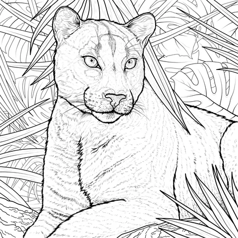 Mountain Lion in the Jungle