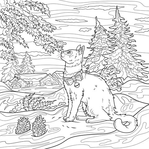 冬日里的猫咪