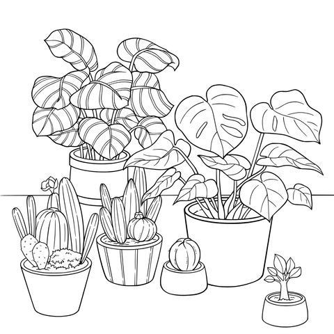 盆栽植物集合
