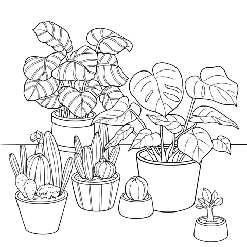Collection of Potted Plants