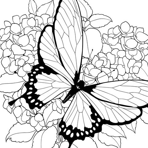 蝴蝶与绣球花