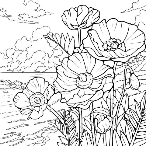 海滨罂粟花