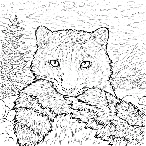 Snow Leopard at Sunset