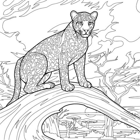 夕阳下栖于枝头的猎豹