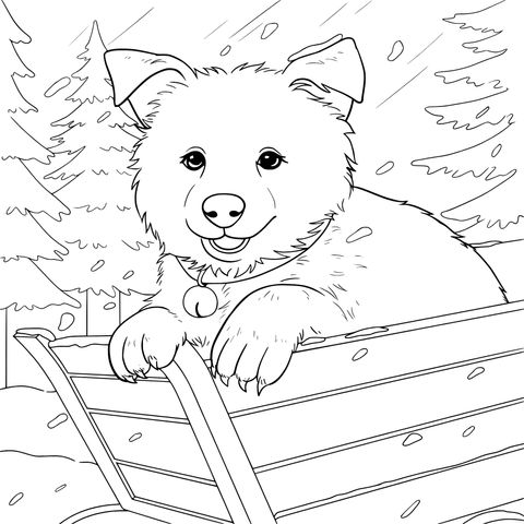 雪中推车里的白狗