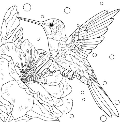 蜂鸟与繁花