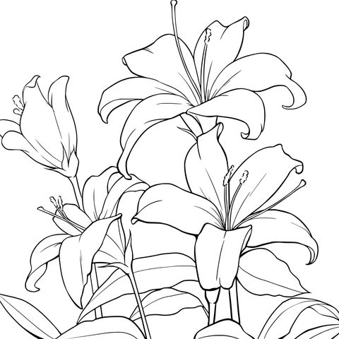 优雅百合花