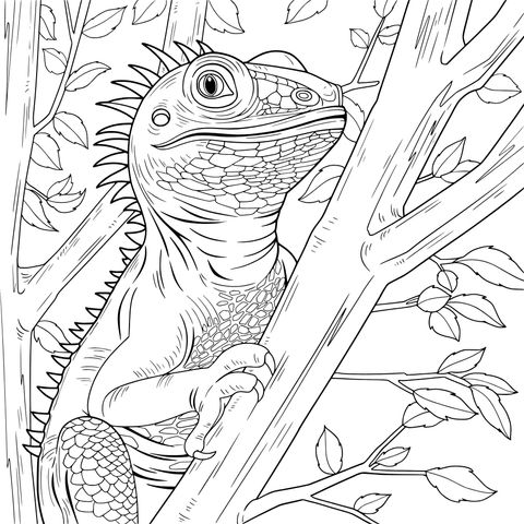 Colorful Lizard on a Tree