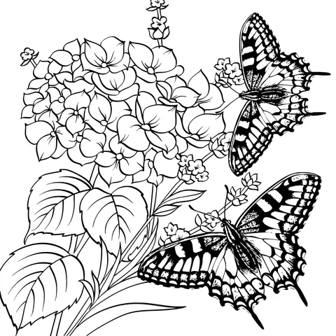Hydrangeas and Butterflies