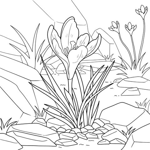 Purple Flower among Rocks