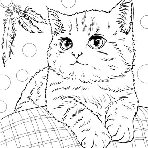 可爱的猫咪