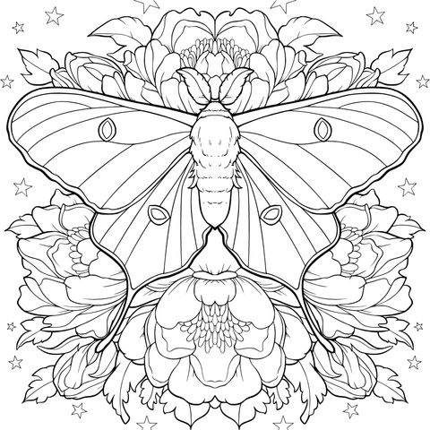 Moth and Flowers