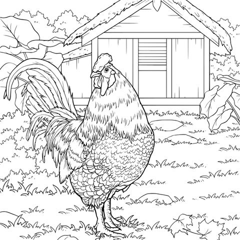 Gallina en el Campo