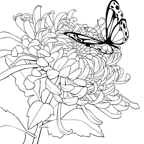 Butterfly and Chrysanthemum