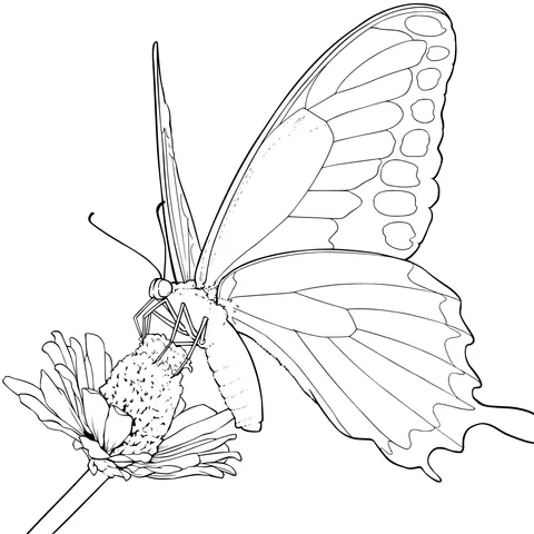 Butterfly perching on a flower