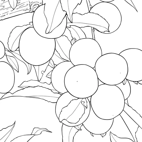 Apricots on the Branch