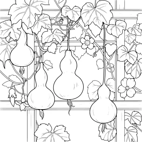 Gourds on the Vine
