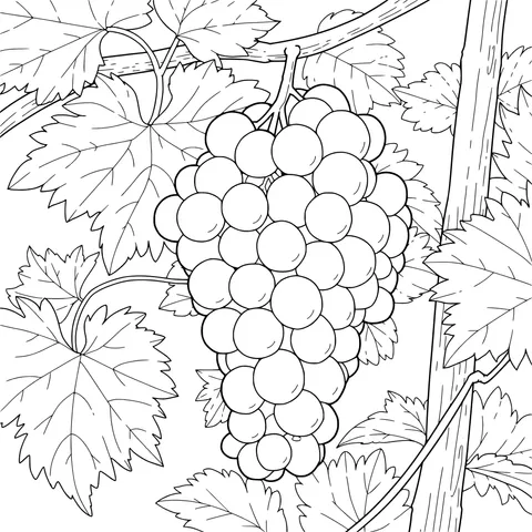 Grape Image