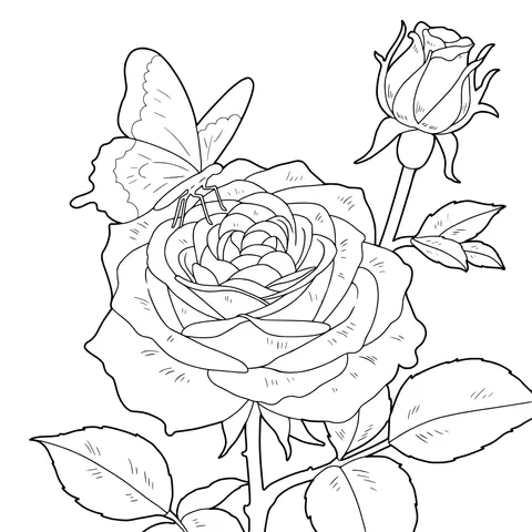 Rose and Butterfly
