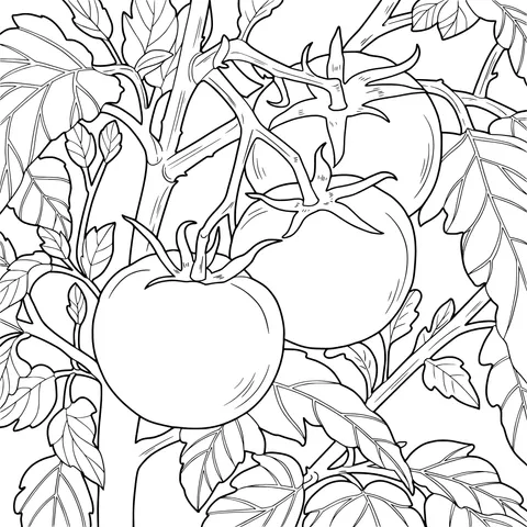 Tomato Plant Illustration