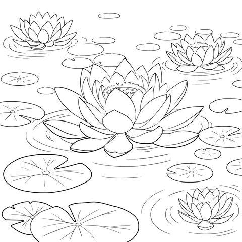 Water Lilies in the Pond