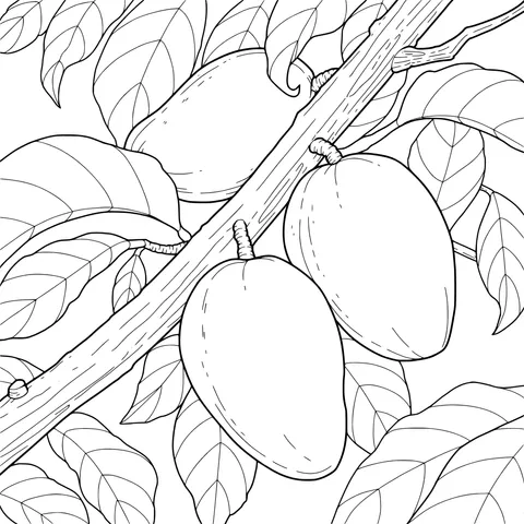 Mangoes on the Branch