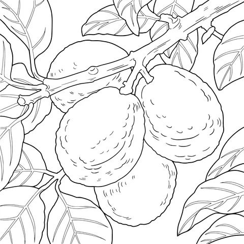 Avocados on the Branch