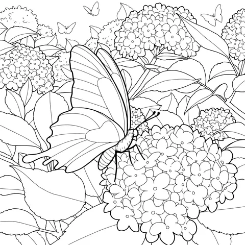 Butterfly and Hydrangeas