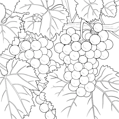 Grapes and Lady - bug