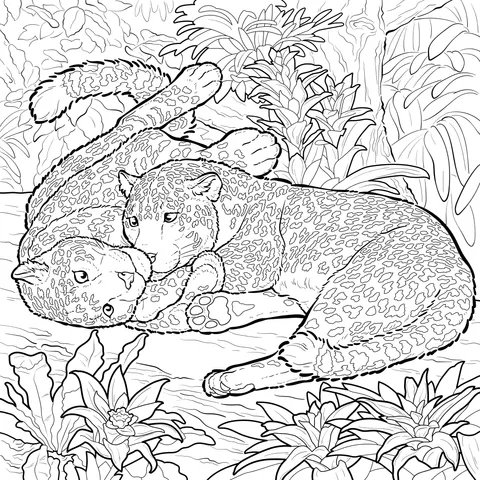 Affectionate Leopards