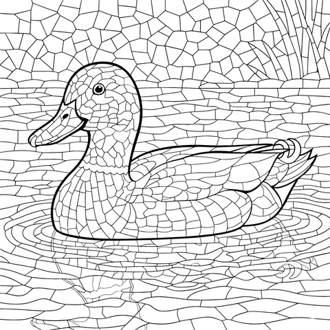 Mallard Duck in the Water