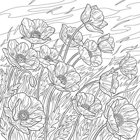 Gorgeous Poppy Flowering Plants