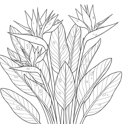 Bird - of - paradise Illustration