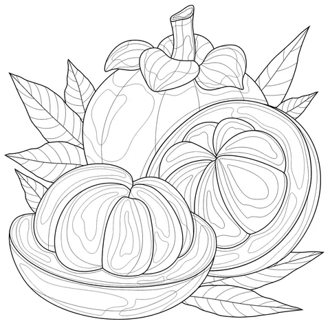Mangosteen Illustration