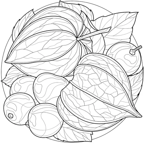 Physalis Fruit Illustration