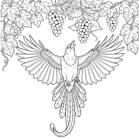 鸟