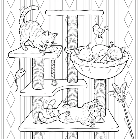 猫咪
