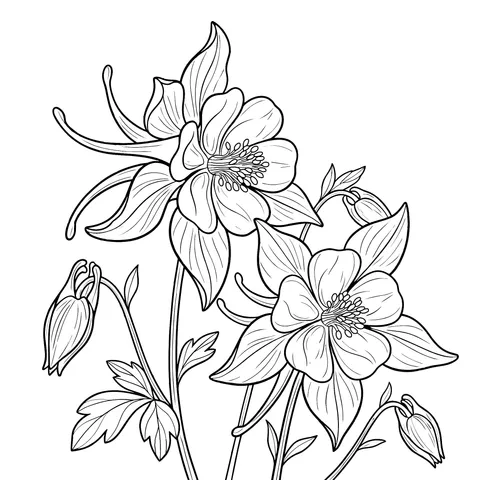 Beautiful Columbine Flowers