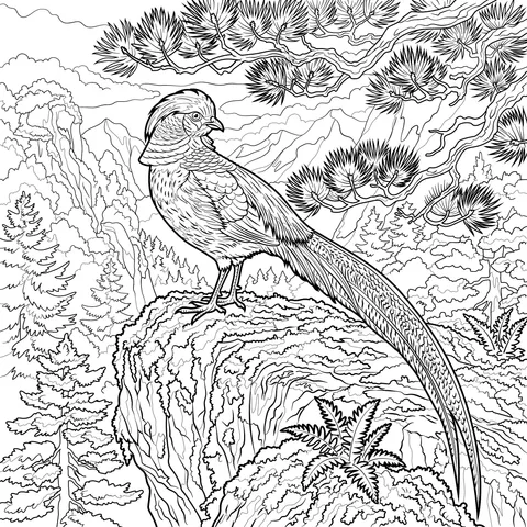 Golden Pheasant on Cliff